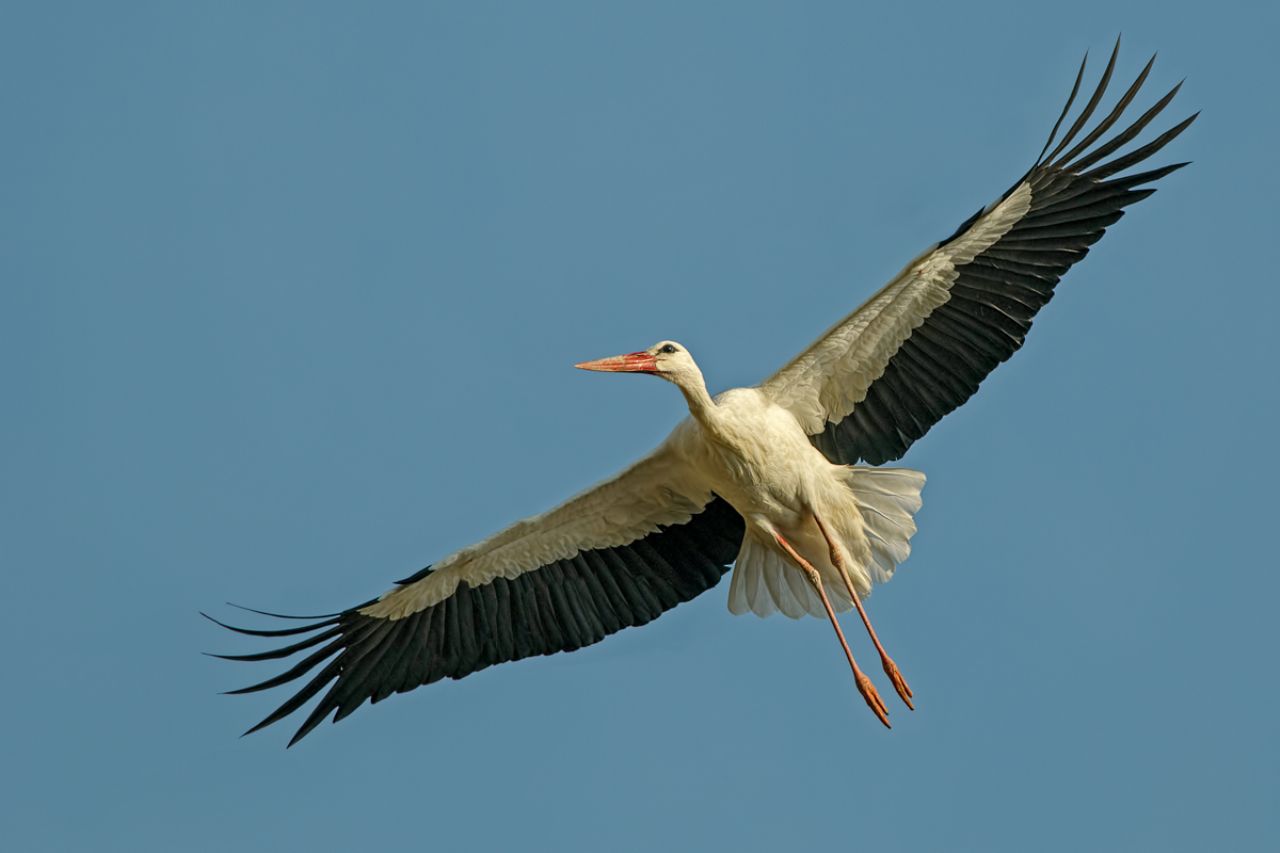 Cicogna bianca (Ciconia ciconia